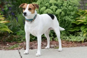 7 Valuable Lessons About FEIST DOG BREED That You'll Never Forget