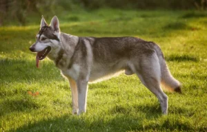 7 Valuable Lessons About FEIST DOG BREED That You'll Never Forget